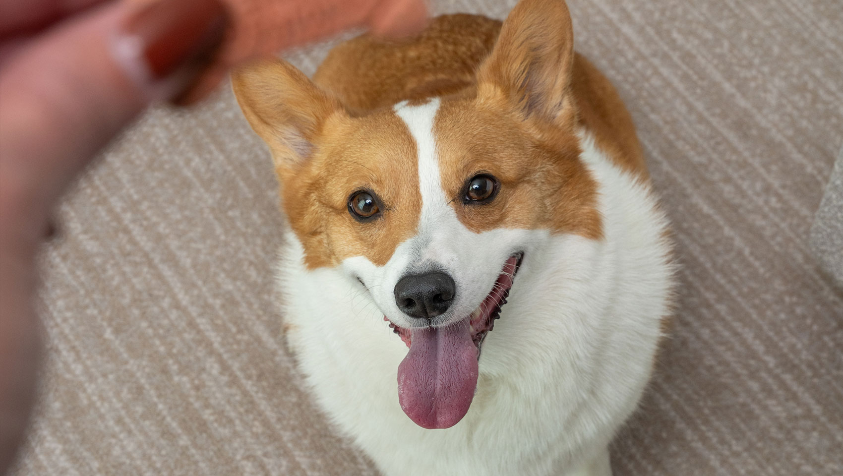 Corgi