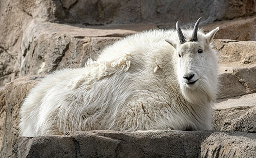 mountain goat
